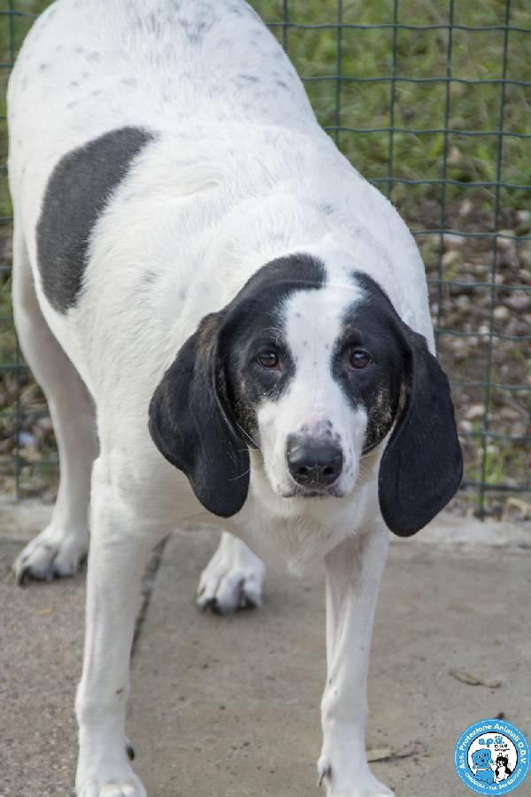 Belle, splendida cagnolona in attesa di una famiglia Foto 6